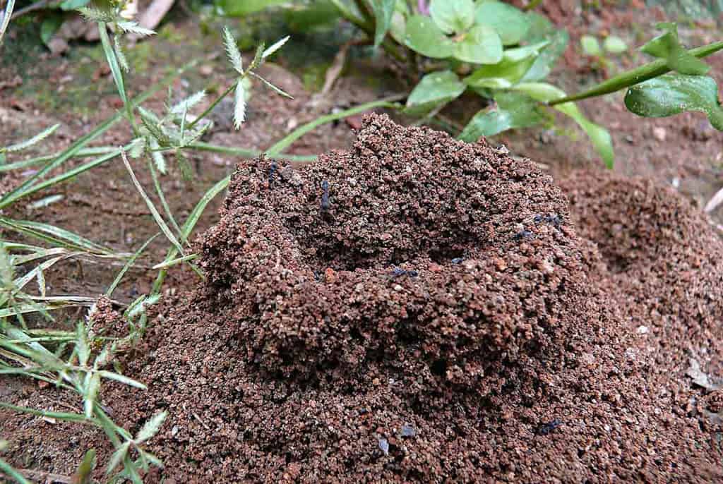 Fire ants and flood are a recipe for new Ipswich infestations - Ipswich ...