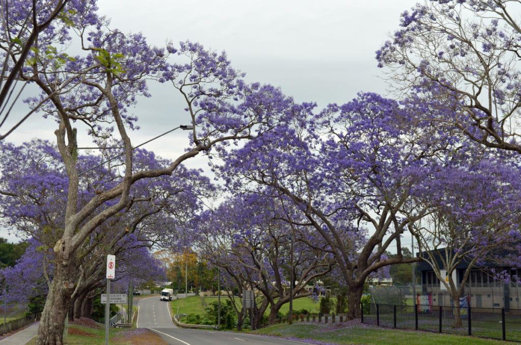 Five acts you just can't miss at the Goodna Jacaranda Festival