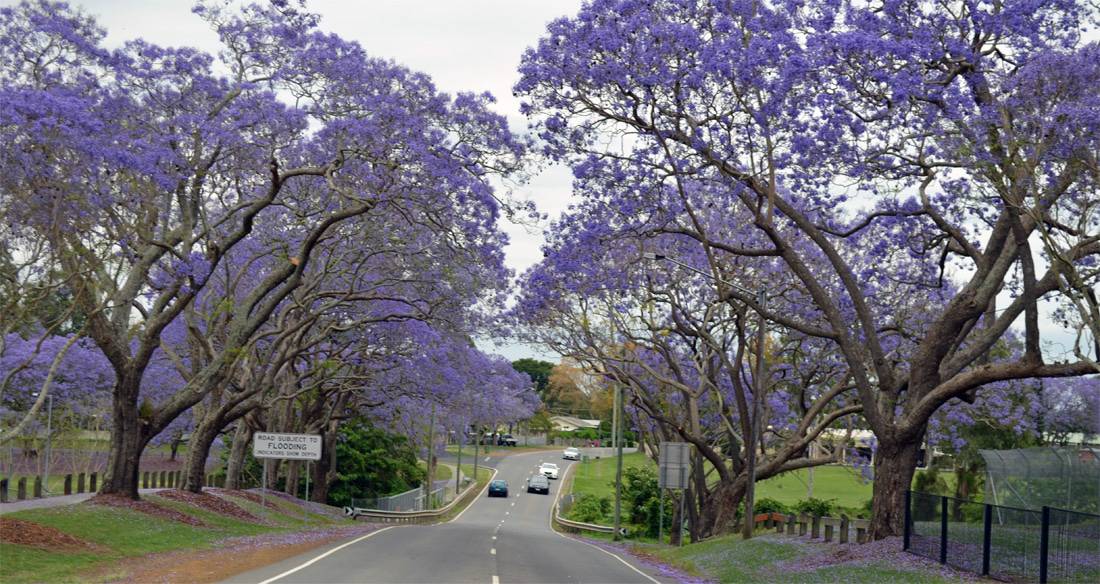 Five acts you just can't miss at the Goodna Jacaranda Festival - Ipswich  First