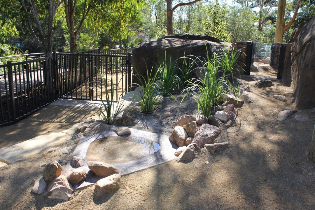 wombat enclosure web pool gate - Ipswich First