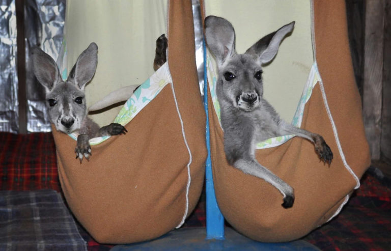 kangaroo joey pouch - Ipswich First