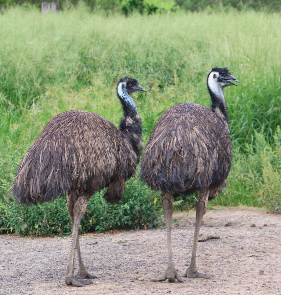 Pair Emu Web - Ipswich First