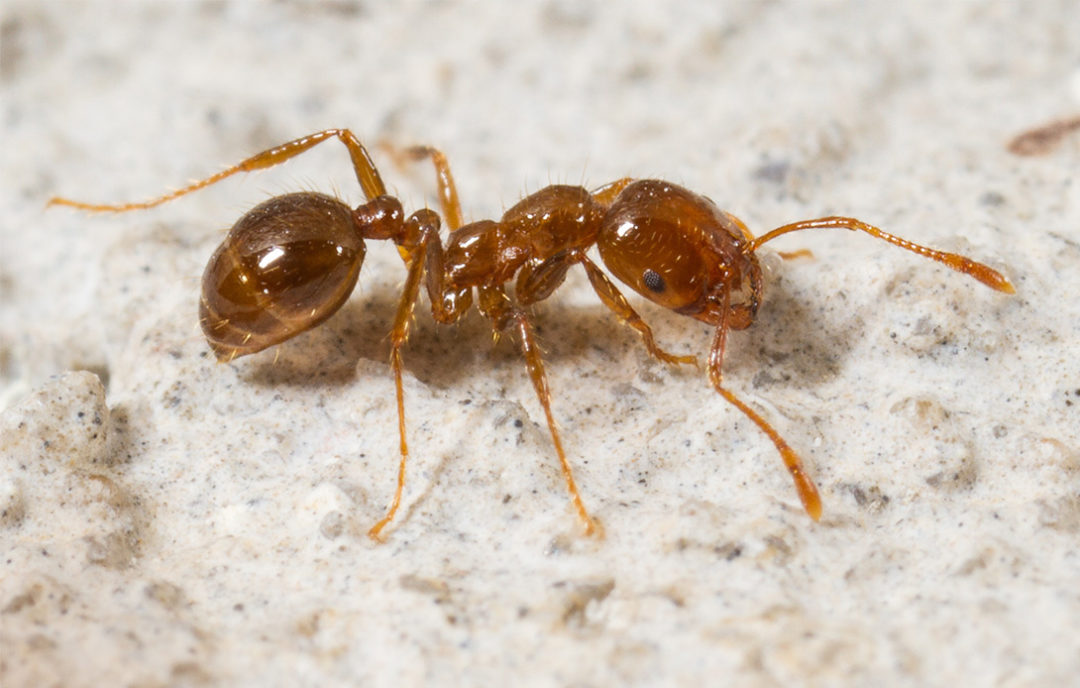 Fighting the spread of fire ants - Ipswich First