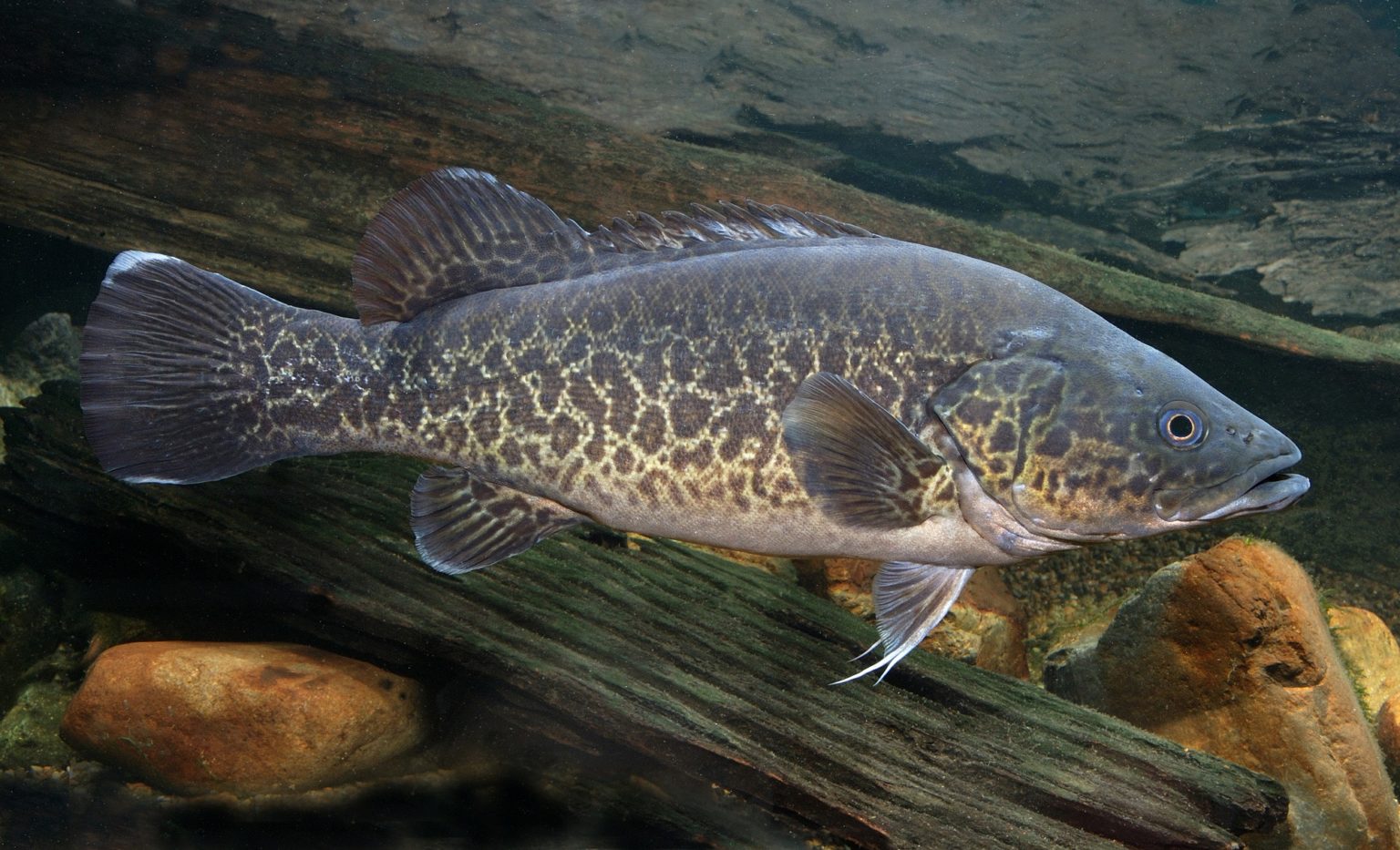 Native fish species released into Bremer River - Ipswich First